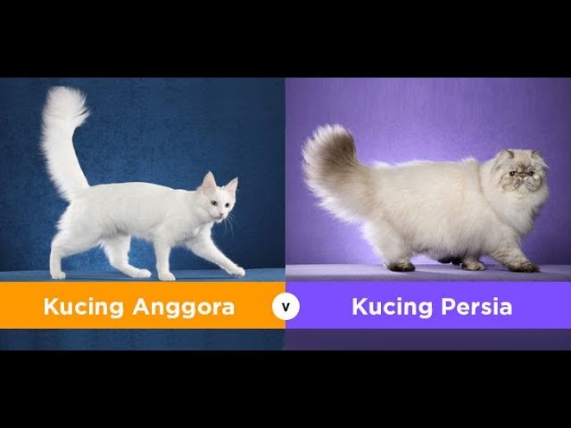 Detail Foto Kucing Anggora Lucu Imut Nomer 31