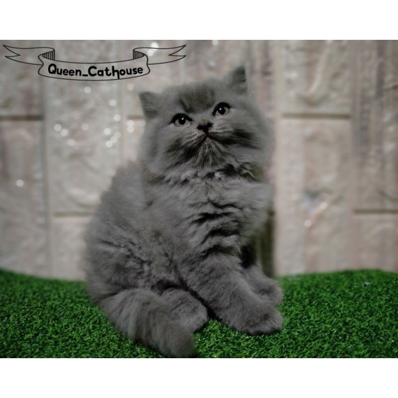 Detail Foto Kucing Anggora Lucu Imut Nomer 46