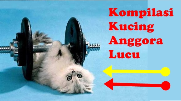 Detail Foto Kucing Anggora Lucu Imut Nomer 52