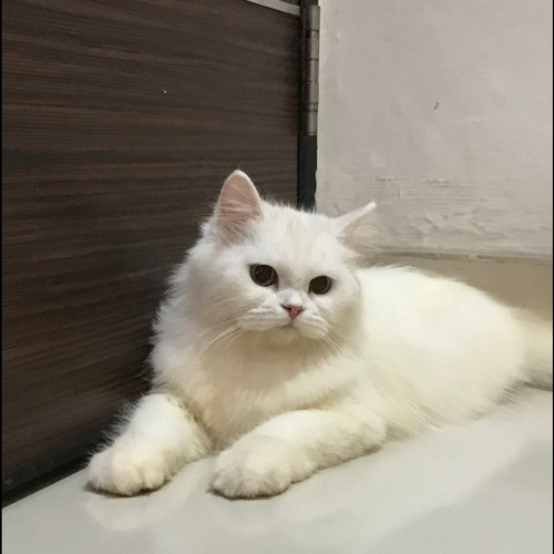 Foto Kucing Anggora Putih - 48+ Koleksi Gambar