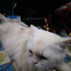 Foto Kucing Anggora Putih - 48+ Koleksi Gambar