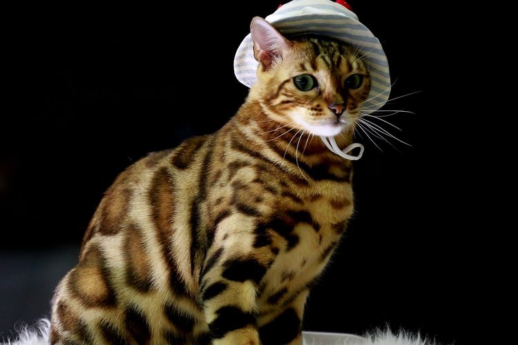 Detail Foto Kucing Anggora Terlucu Di Dunia Nomer 30
