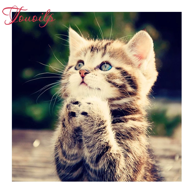 Detail Foto Kucing Berdoa Nomer 8