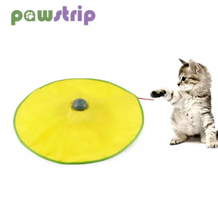 Detail Foto Kucing Bergerak Nomer 44