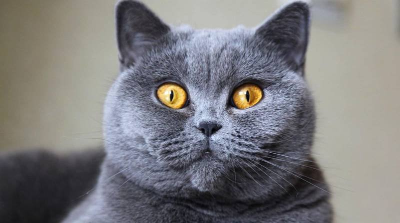 Detail Foto Kucing British Shorthair Nomer 13