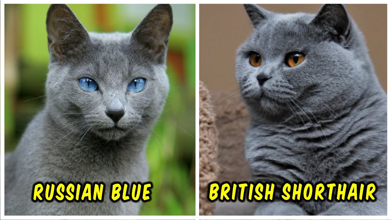 Detail Foto Kucing British Shorthair Nomer 15