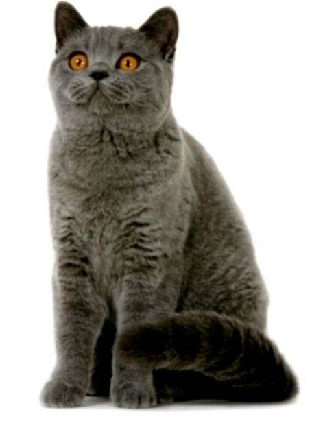 Detail Foto Kucing British Shorthair Nomer 19