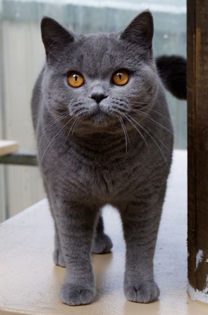 Detail Foto Kucing British Shorthair Nomer 26