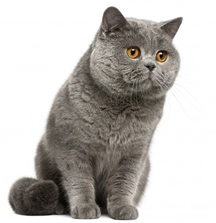 Detail Foto Kucing British Shorthair Nomer 4