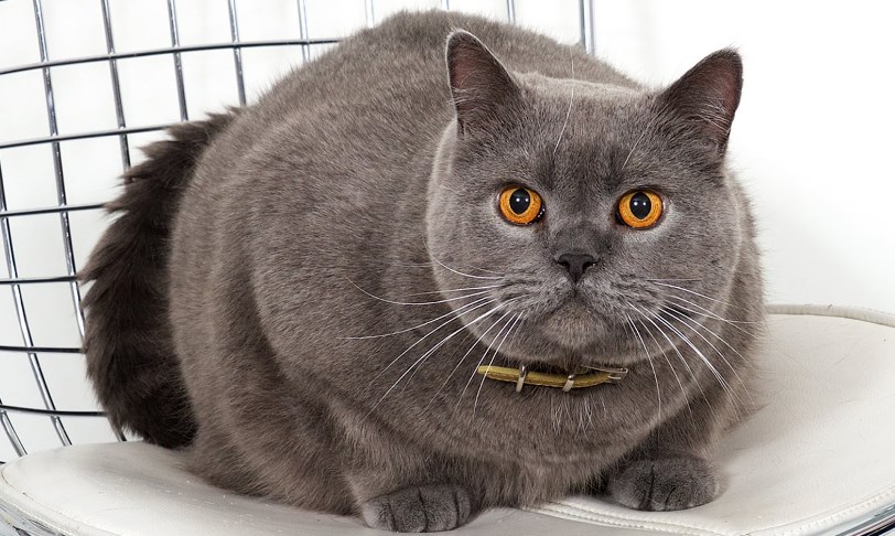 Detail Foto Kucing British Shorthair Nomer 27