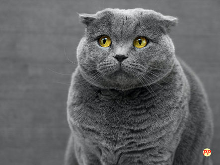 Detail Foto Kucing British Shorthair Nomer 31