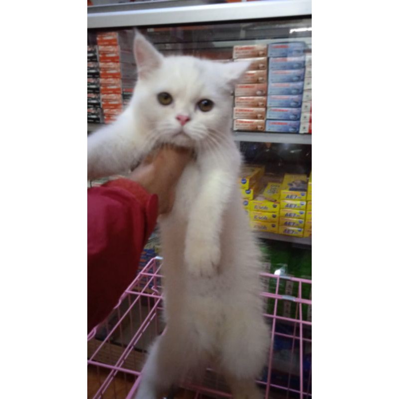 Detail Foto Kucing British Shorthair Nomer 34