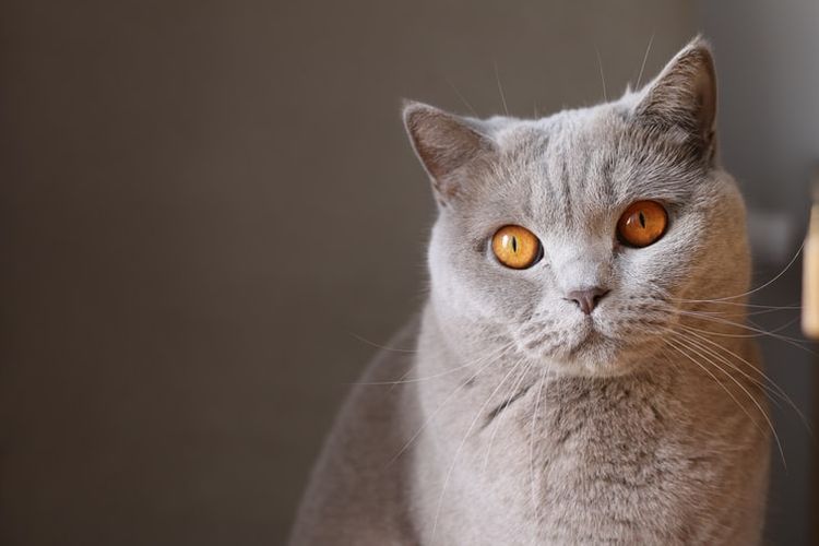 Detail Foto Kucing British Shorthair Nomer 36