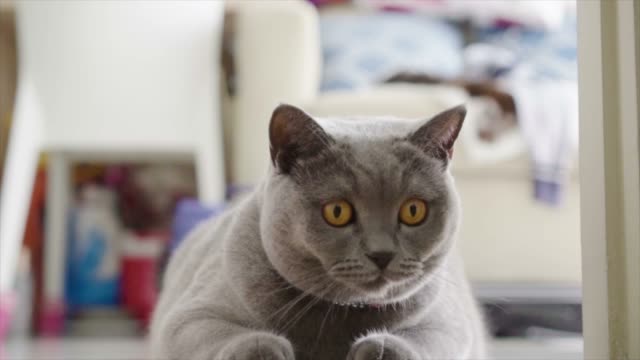 Detail Foto Kucing British Shorthair Nomer 45