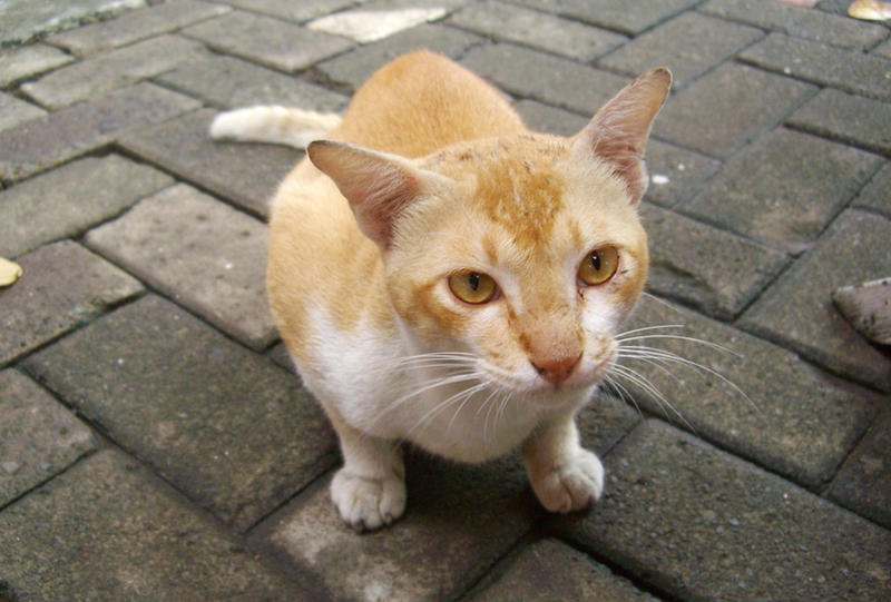 Detail Foto Kucing Garong Nomer 11