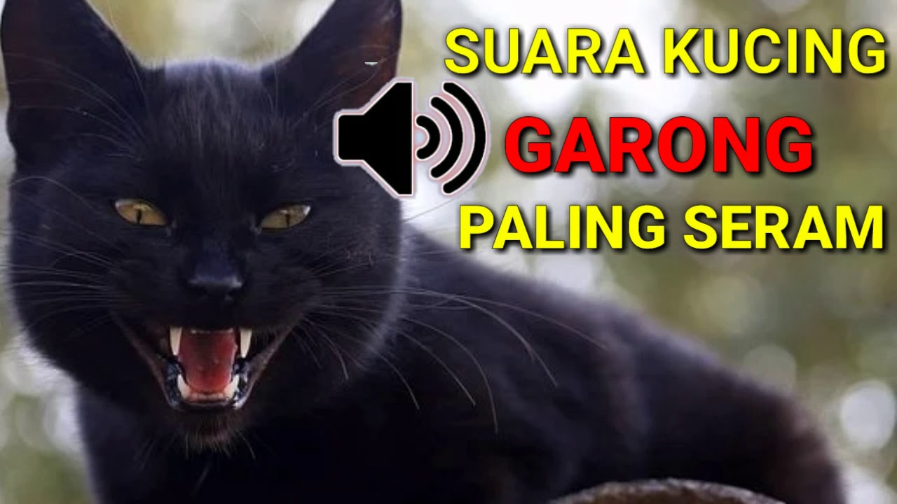 Detail Foto Kucing Garong Nomer 27