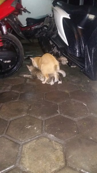 Detail Foto Kucing Garong Nomer 29