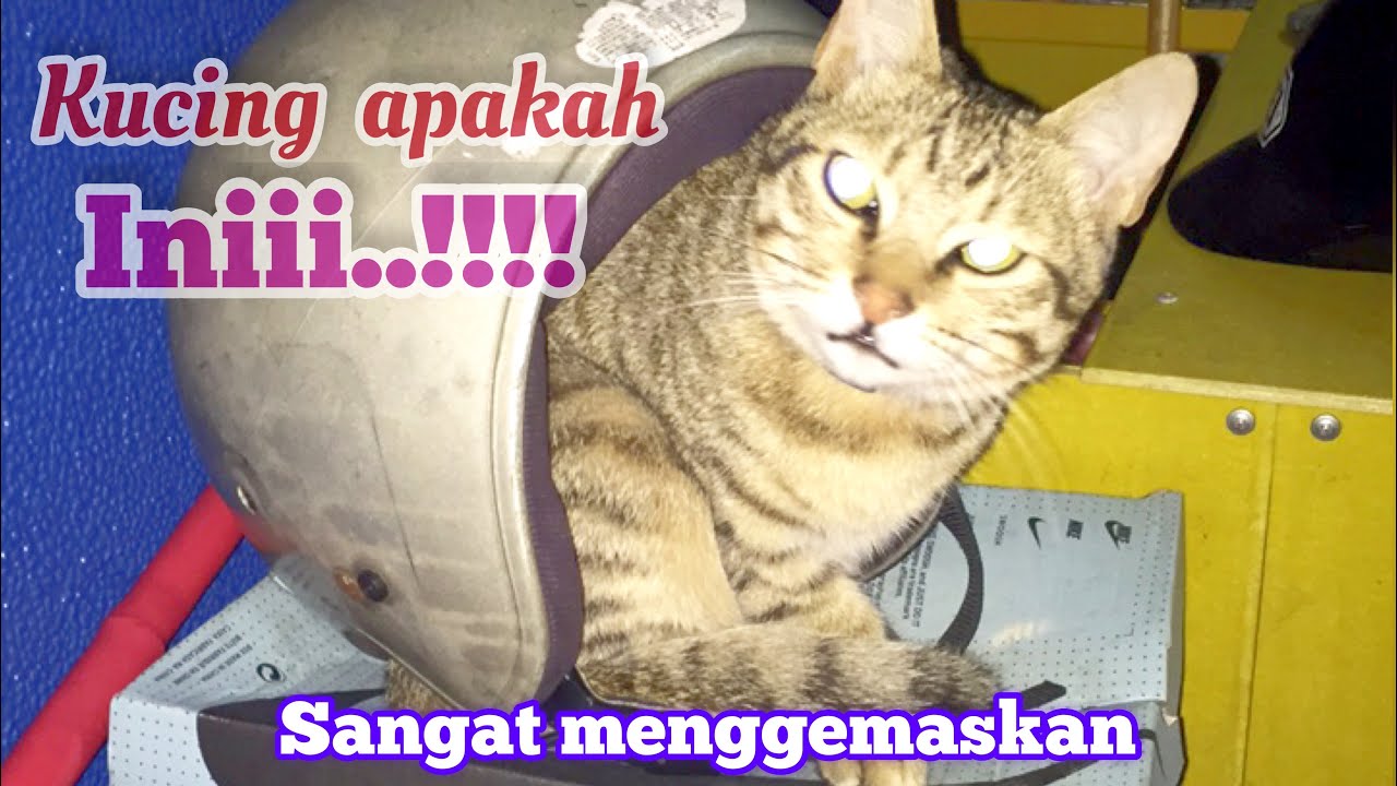 Detail Foto Kucing Garong Nomer 45