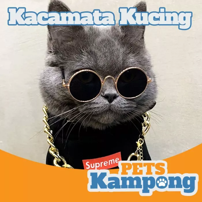 Detail Foto Kucing Gaul Nomer 41