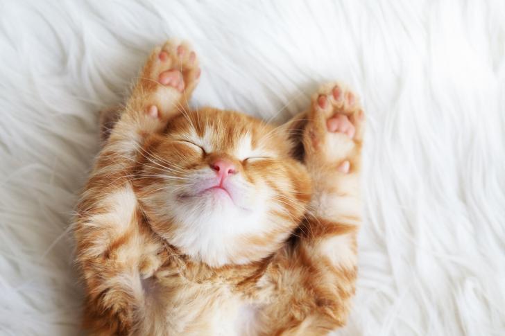 Detail Foto Kucing Hd Nomer 38