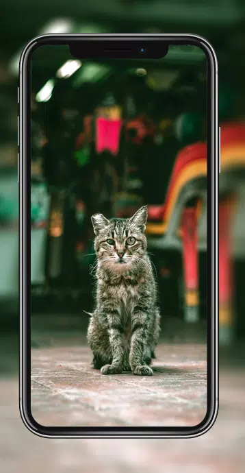 Detail Foto Kucing Hd Nomer 39