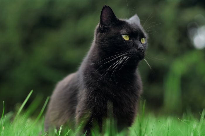 Download Foto Kucing Hitam Nomer 13