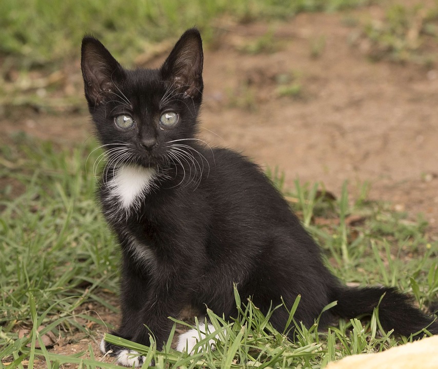 Detail Foto Kucing Hitam Putih Nomer 38