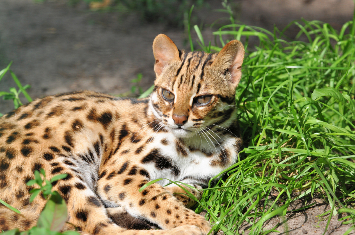 Detail Foto Kucing Hutan Nomer 10