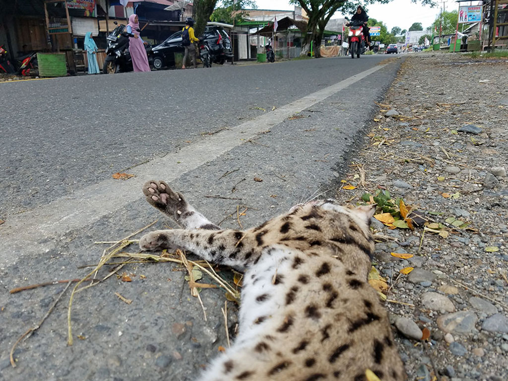 Detail Foto Kucing Hutan Nomer 11