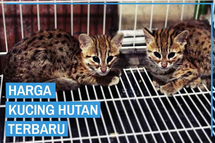Detail Foto Kucing Hutan Nomer 29