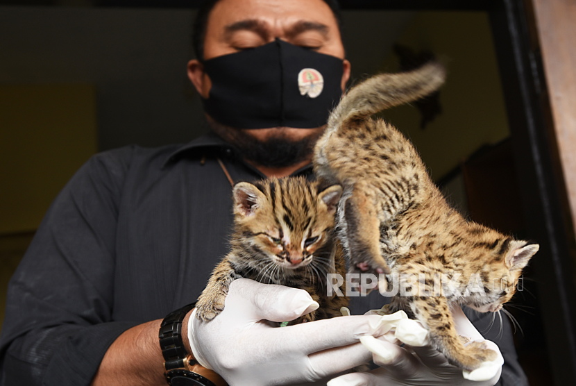Detail Foto Kucing Hutan Nomer 6