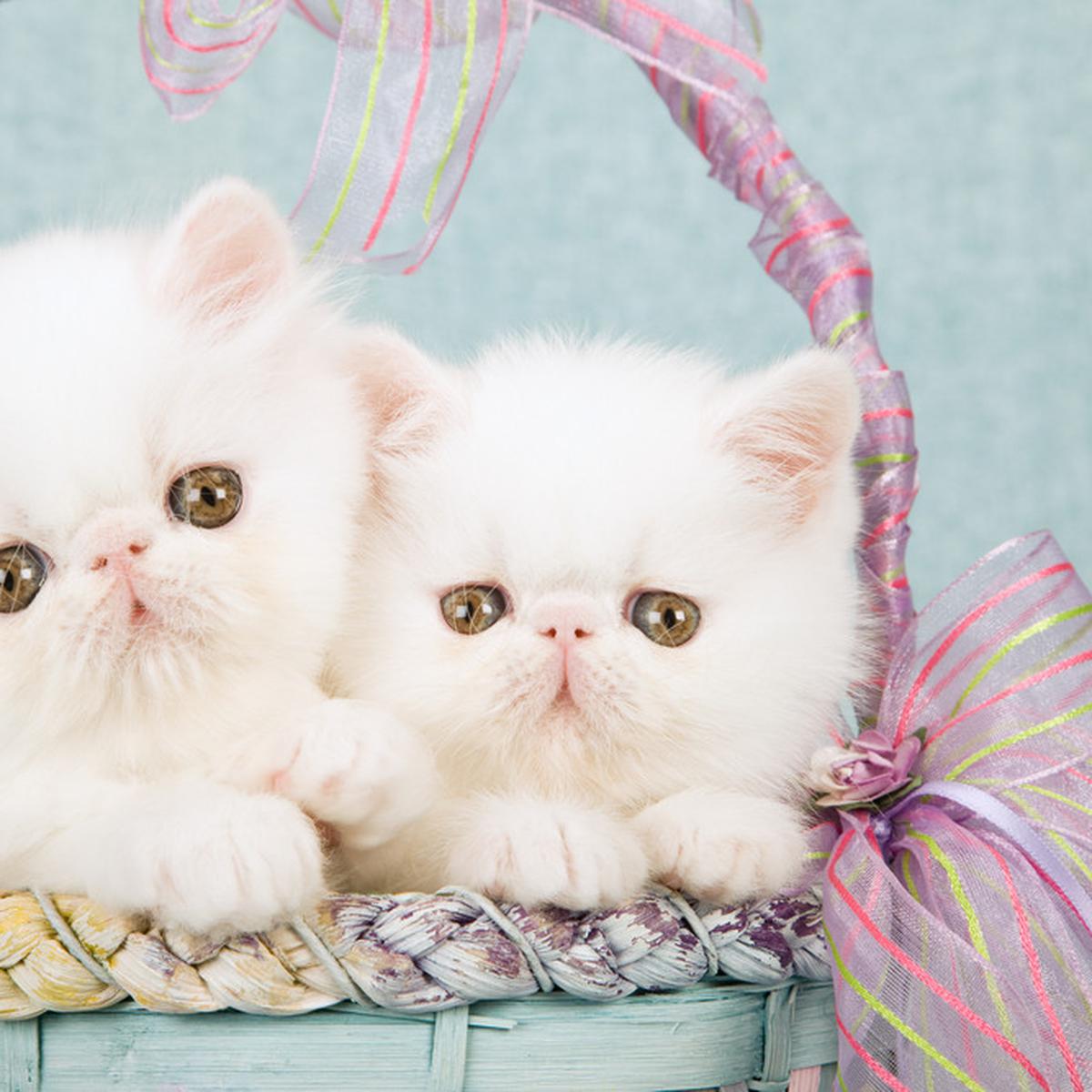 Foto Kucing Imut Dan Lucu - KibrisPDR