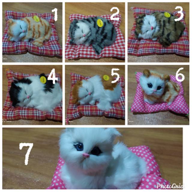 Detail Foto Kucing Imut Dan Lucu Nomer 27