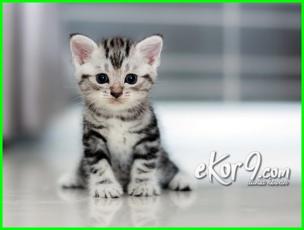 Detail Foto Kucing Imut Dan Lucu Banget Nomer 34