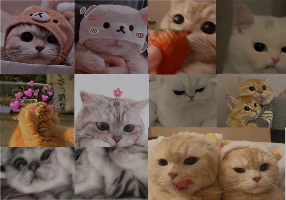 Detail Foto Kucing Imut Dan Lucu Banget Nomer 42