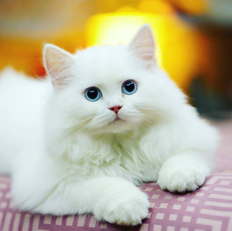 Detail Foto Kucing Imut Dan Lucu Banget Nomer 46