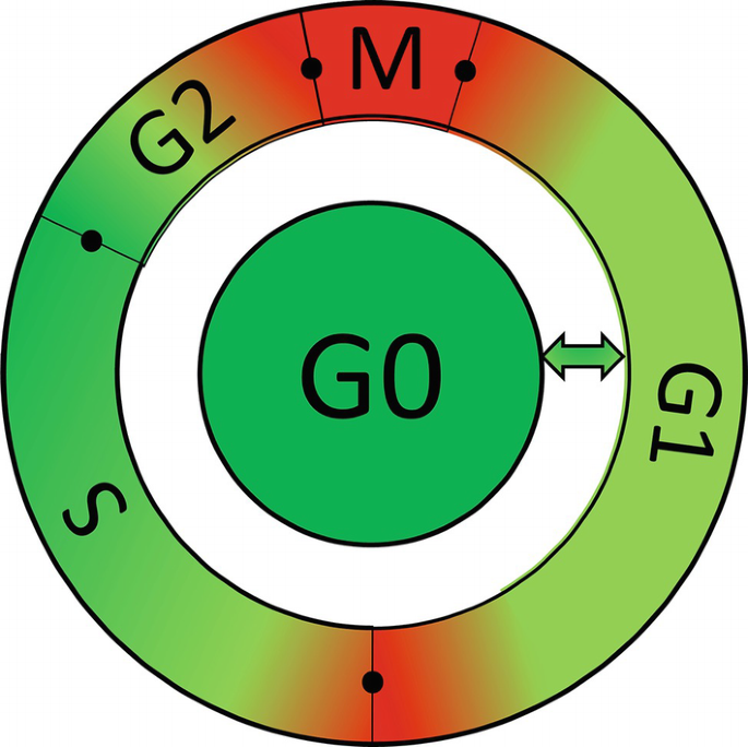 Detail G1 Phase Zellzyklus Nomer 5