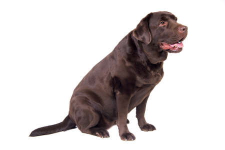 Dunkelbrauner Labrador - KibrisPDR