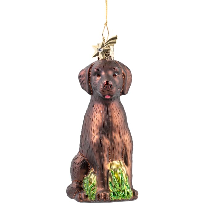 Detail Dunkelbrauner Labrador Nomer 11