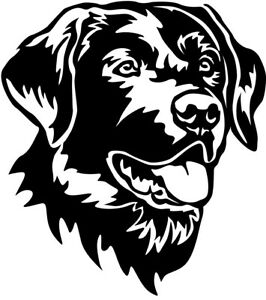 Detail Dunkelbrauner Labrador Nomer 14