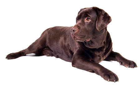 Detail Dunkelbrauner Labrador Nomer 2