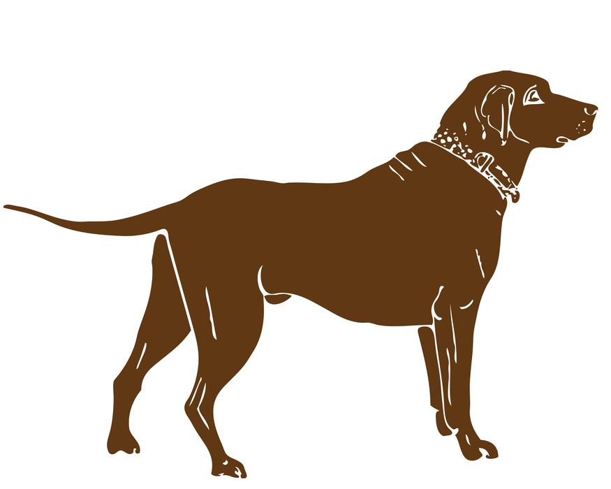 Detail Dunkelbrauner Labrador Nomer 19