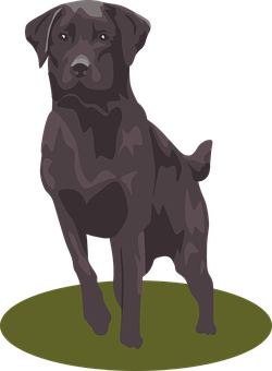 Detail Dunkelbrauner Labrador Nomer 3