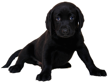 Detail Dunkelbrauner Labrador Nomer 22