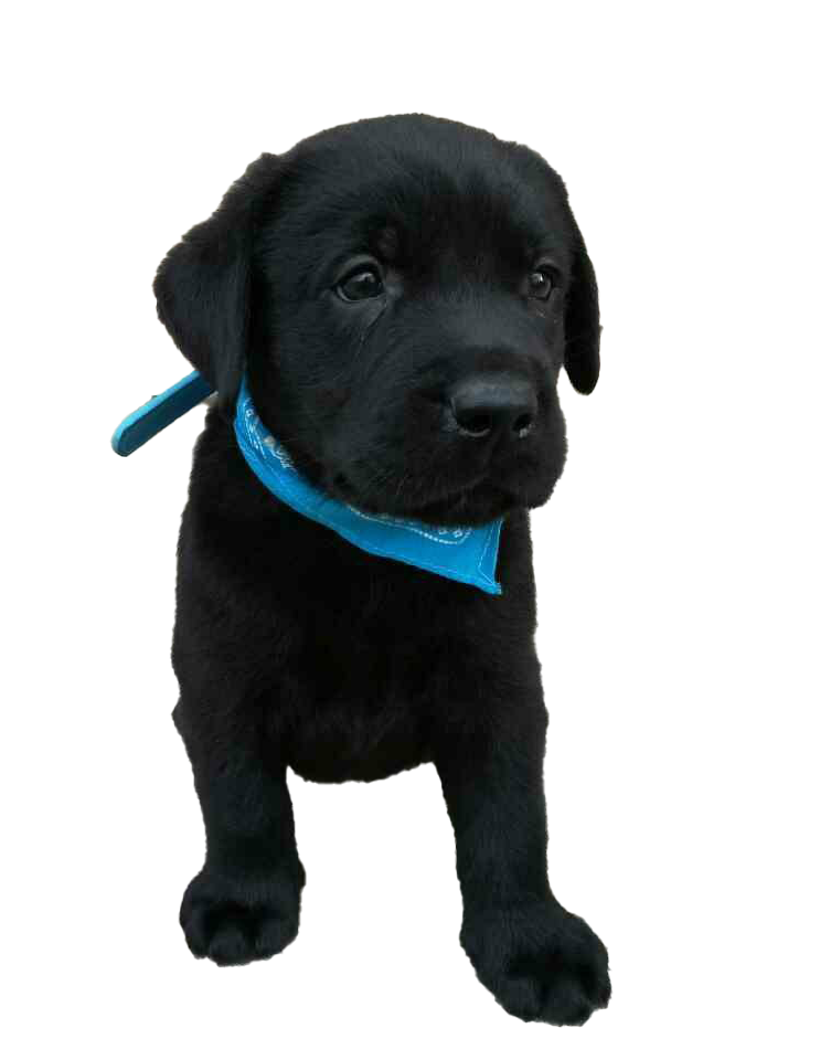 Detail Dunkelbrauner Labrador Nomer 5