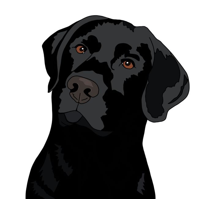 Detail Dunkelbrauner Labrador Nomer 6