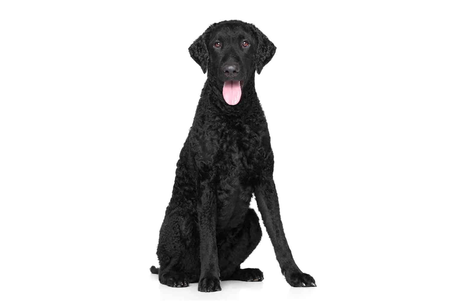 Detail Dunkelbrauner Labrador Nomer 8