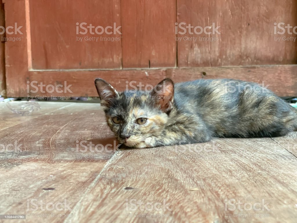 Detail Foto Kucing Kecil Lucu Nomer 29