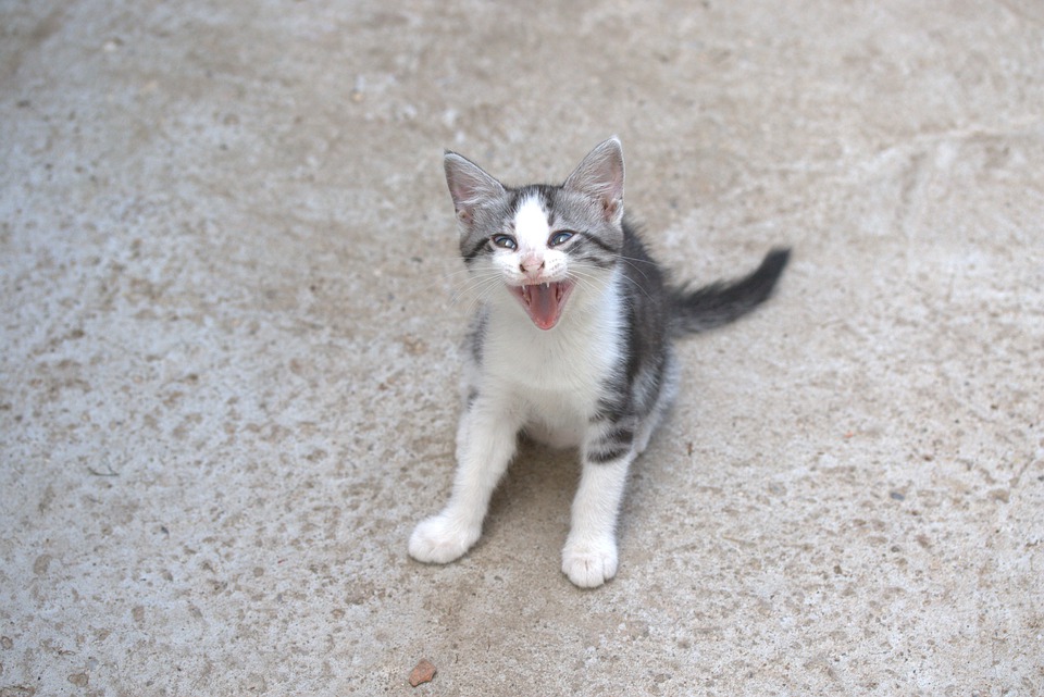 Detail Foto Kucing Kecil Lucu Nomer 37