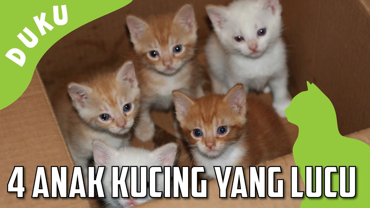 Detail Foto Kucing Kecil Lucu Nomer 43